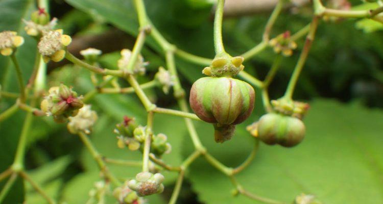 Euphorbia herbstii