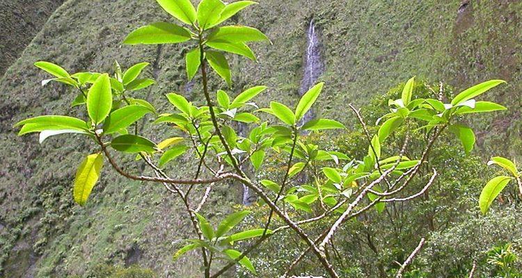 Euphorbia remyi var. remyi