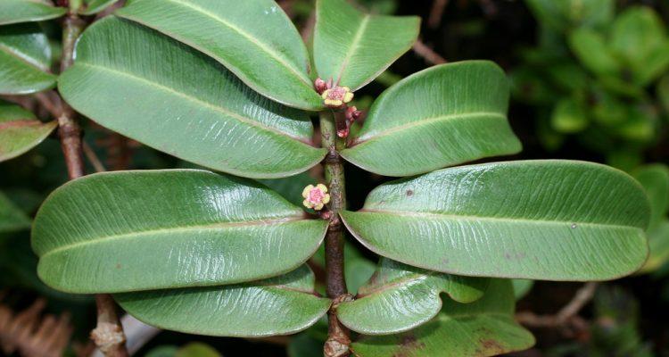 Euphorbia rockii