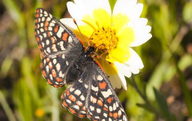 Euphydryas editha bayensis