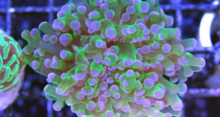 Euphyllia paradivisa