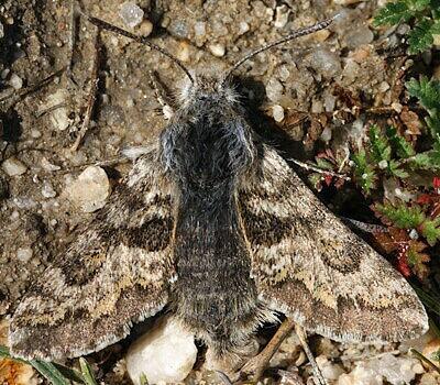 Euproserpinus euterpe