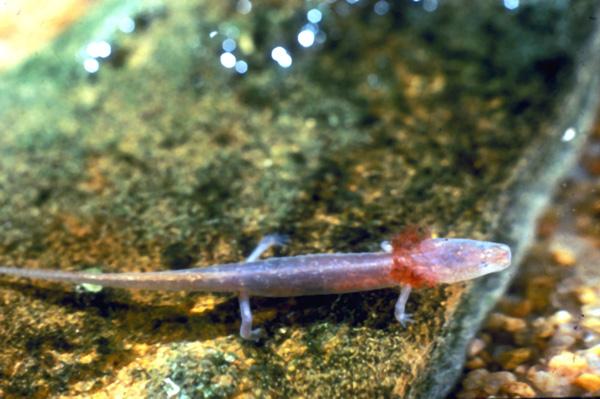 Eurycea sosorum