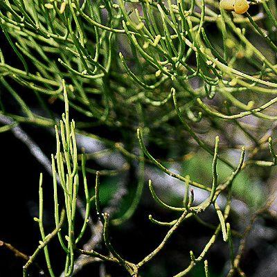 Exocarpos luteolus