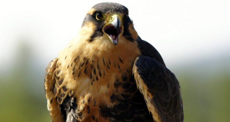 Falco femoralis septentrionalis