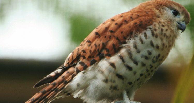 Falco punctatus