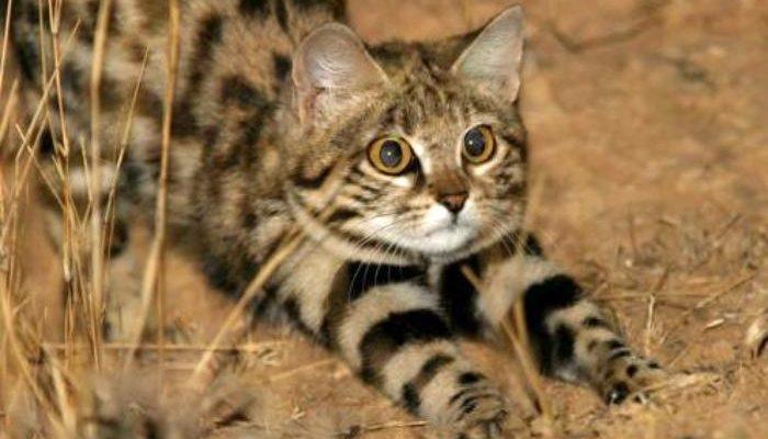 Felis nigripes