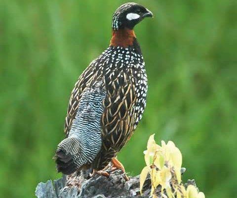 Francolinus ochropectus