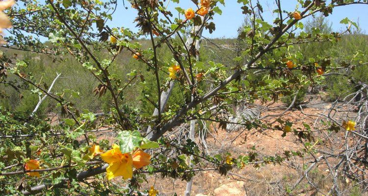 Fremontodendron mexicanum