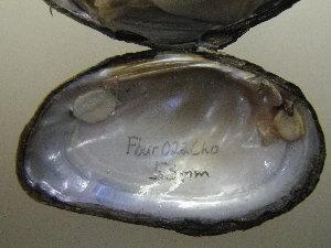 Fusconaia burkei