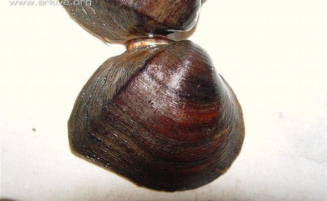 Fusconaia escambia