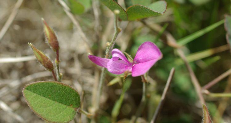 Galactia smallii