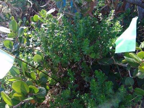 Galium buxifolium