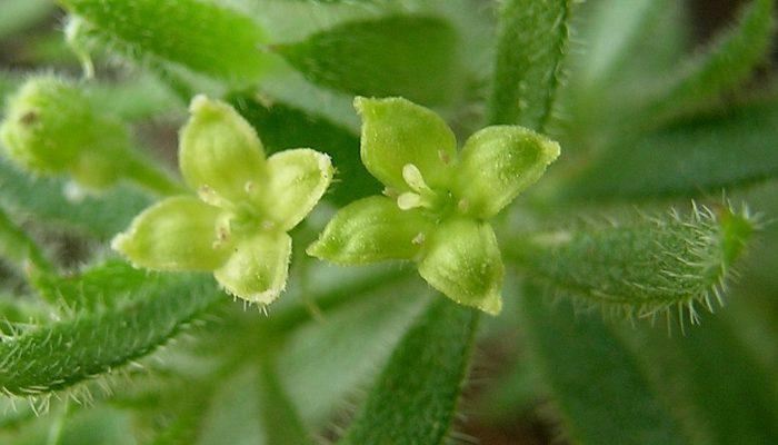 Galium californicum ssp. sierrae