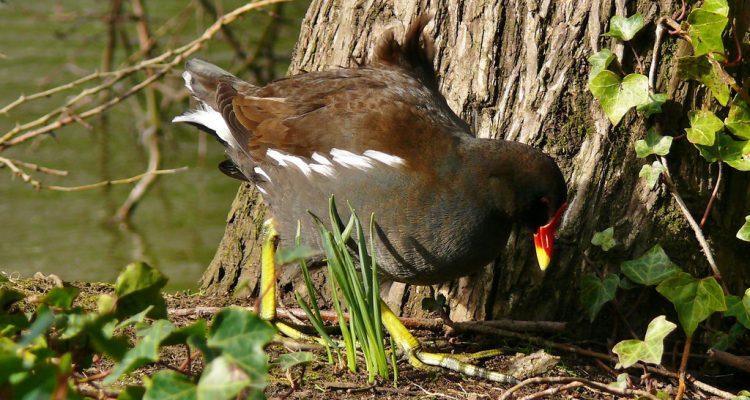 Gallinula chloropus guami