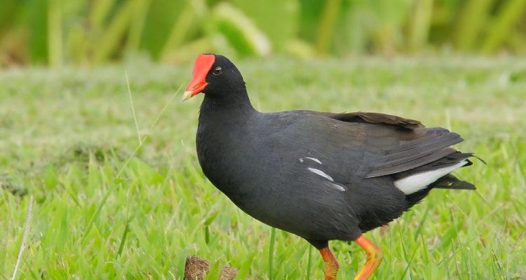 Gallinula chloropus sandvicensis