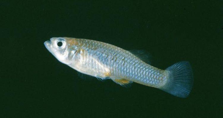 Gambusia gaigei