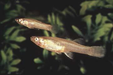 Gambusia georgei