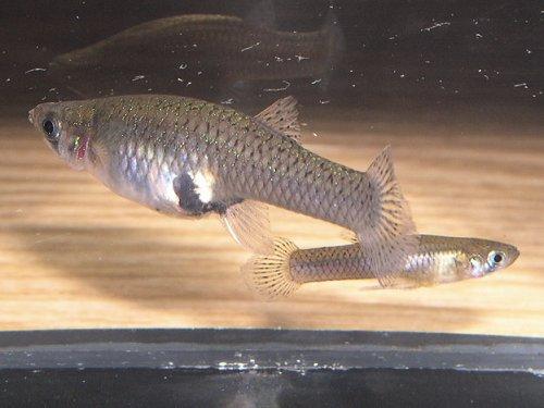 Gambusia heterochir
