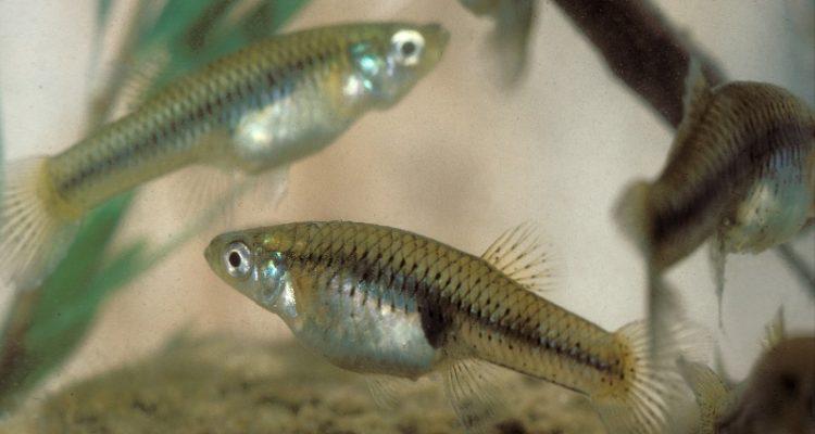 Gambusia nobilis