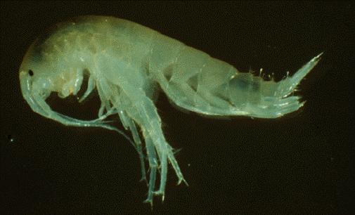 Gammarus acherondytes