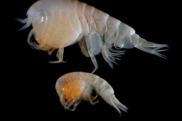 Gammarus desperatus