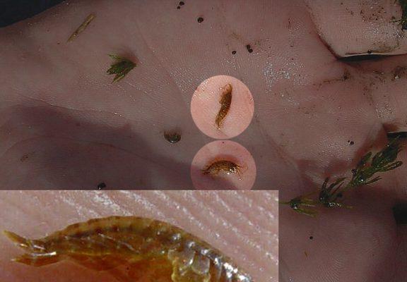 Gammarus hyalleloides