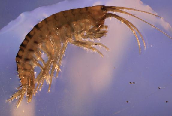 Gammarus pecos
