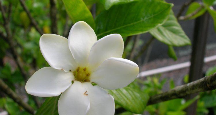Gardenia brighamii