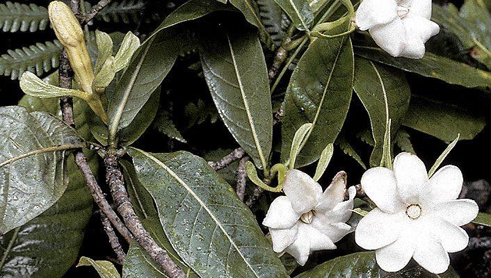 Gardenia mannii