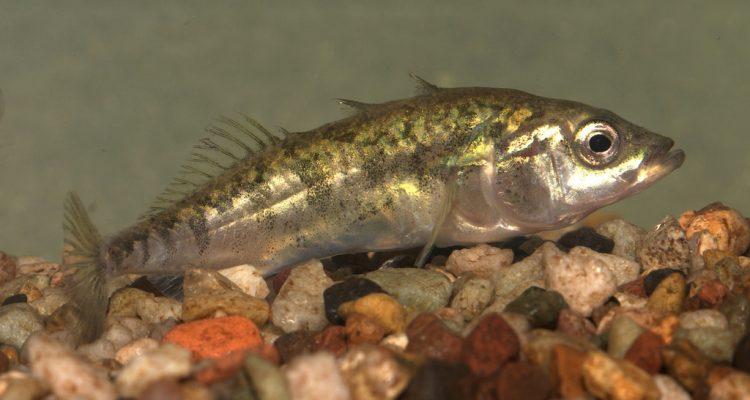 Gasterosteus aculeatus williamsoni
