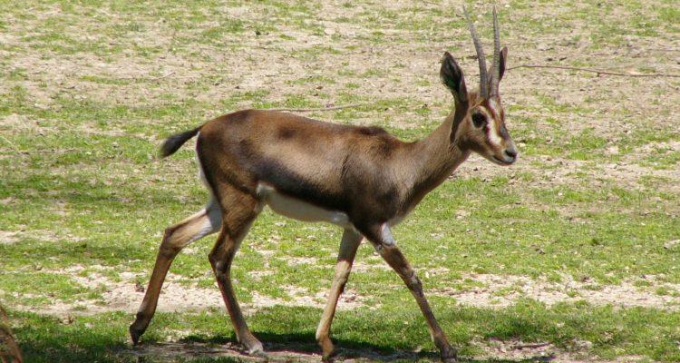Gazella cuvieri