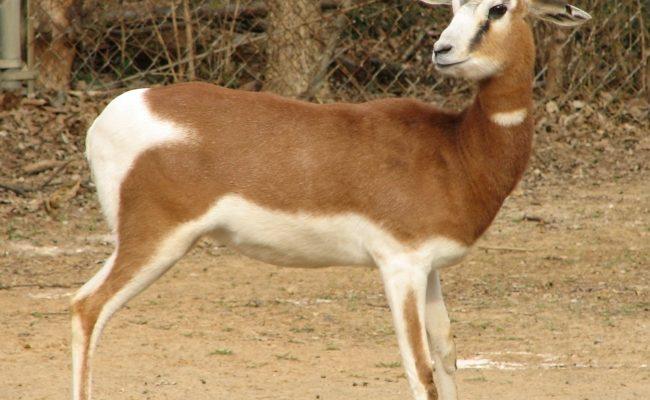 Gazella dama