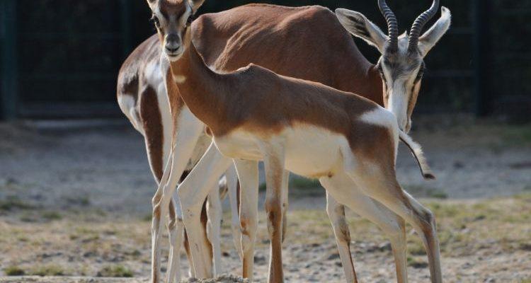 Gazella dama mhorr