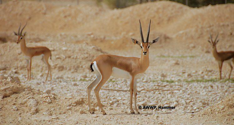 Gazella dorcas pelzelni