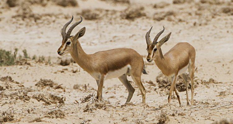 Gazella dorcas saudiya