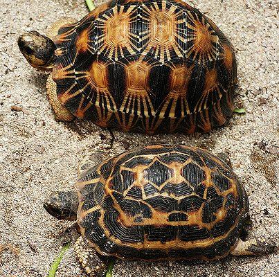 Geochelone radiata