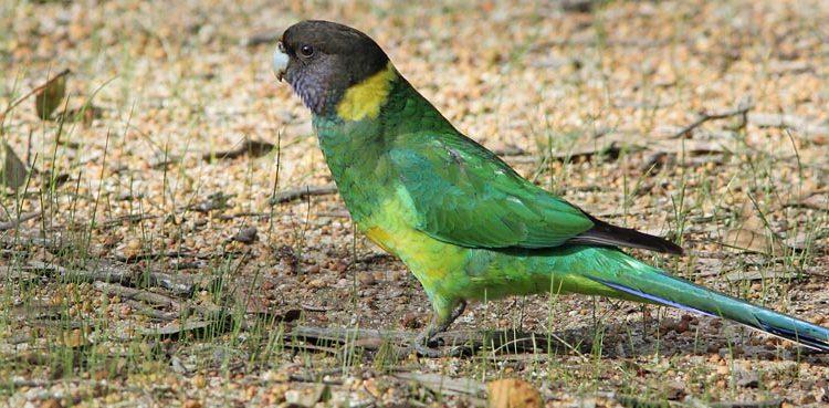 Geopsittacus occidentalis