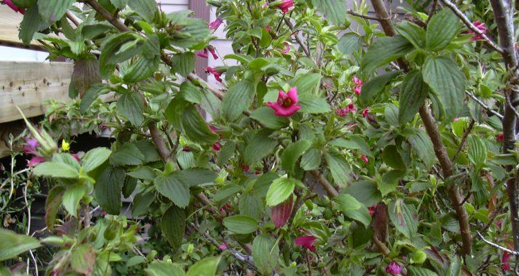 Geranium arboreum