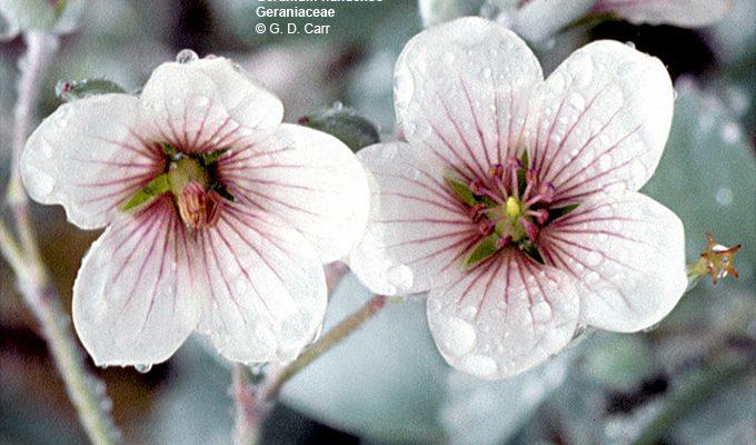 Geranium hanaense