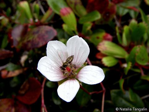 Geranium kauaiense