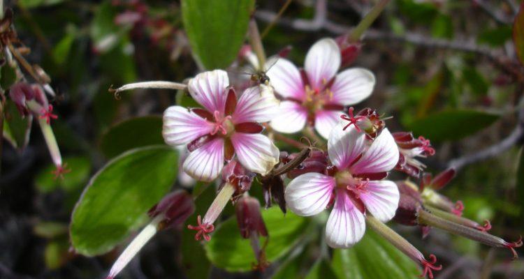 Geranium multiflorum