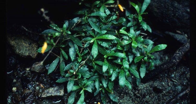 Gesneria pauciflora