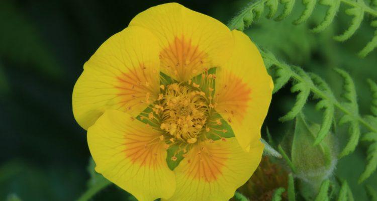 Geum radiatum