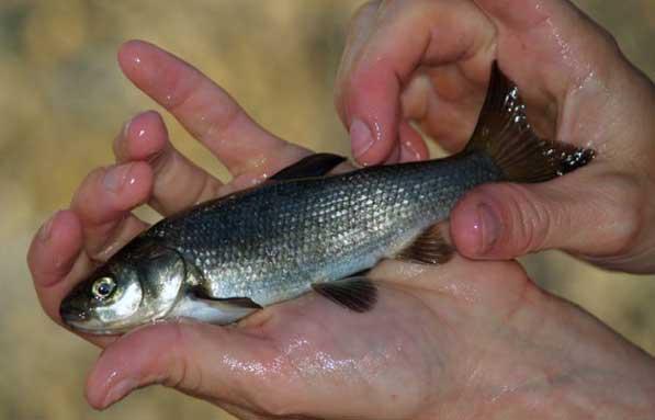 Gila bicolor ssp.