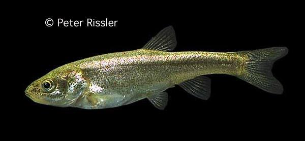 Gila boraxobius