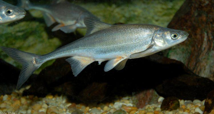Gila elegans