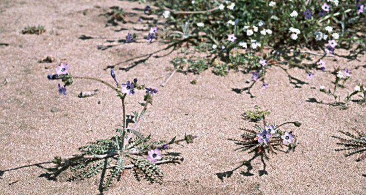 Gilia tenuiflora ssp. arenaria