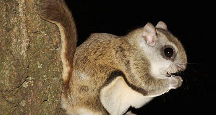 Glaucomys sabrinus coloratus