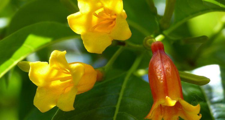 Goetzea elegans